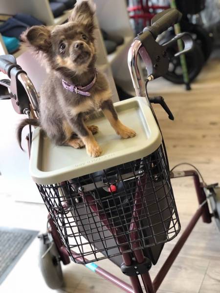 déambulateur 3 roues avec panier pour aller faire ses courses dans le Var sur Carnoules