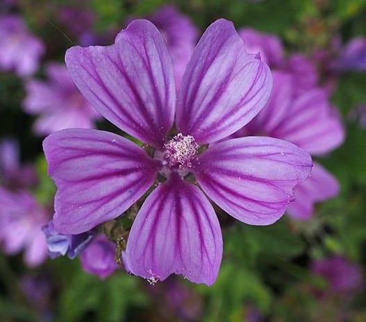 La Mauve pour les peaux sensibles sur Solliès-Pont et Carnoules